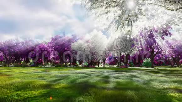 樱花在美丽的树木和花田的背景下在春天绽放旅行和冒险美妙的春天视频的预览图