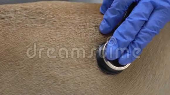 兽医用听诊器检查狗的健康特写兽医学视频的预览图