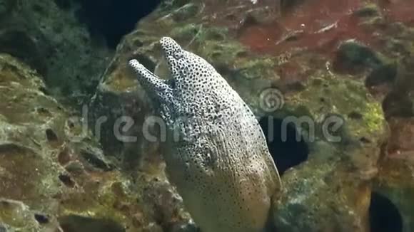 灰色的热带鱼从大水族馆岩石的洞中升起关闭视频的预览图