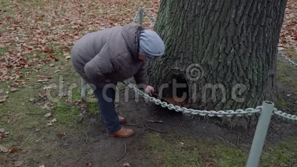 老太太在公园的树底研究树洞视频的预览图