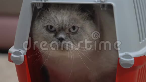 冷静的猫舒适地坐在承运人安全的宠物旅行狗舍特写视频的预览图