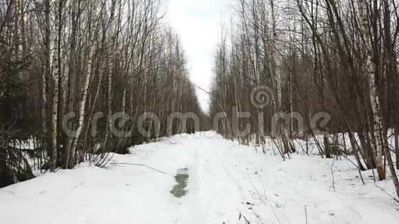 冬天桦树林里的雪道视频的预览图