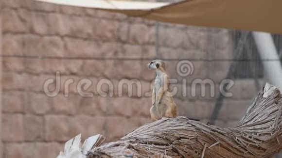 一只猫鼬站在沙漠的岩石上四处寻找保护视频的预览图