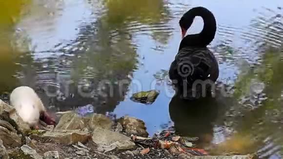 白天黑天鹅在夏天清理湖水上的羽毛视频的预览图