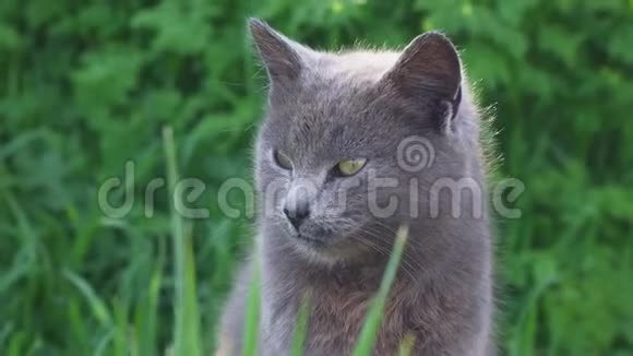 孤独的灰猫坐在草地上视频的预览图
