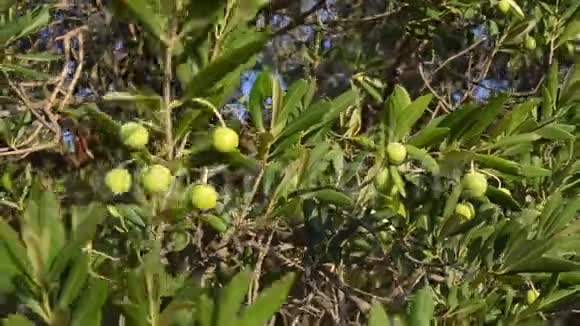 绿色橄榄生长在农村的橄榄树上靠近橄榄和树叶在树枝上随风摇曳成熟有机橄榄视频的预览图