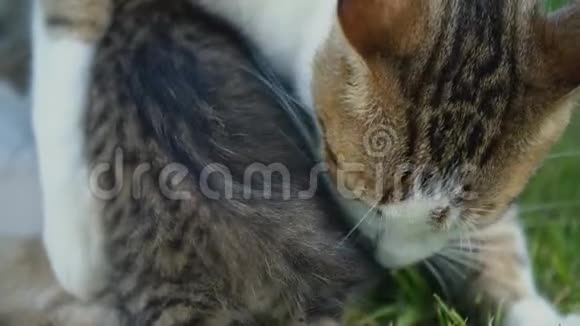 猫妈妈喂她的小猫视频的预览图