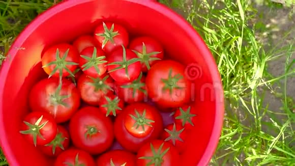 手从植物到菜园用柳条篮子采摘西红柿视频的预览图