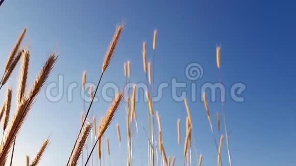 麦田上清澈的蓝天背景夕阳下一片片金黄的小麦被分离视频的预览图
