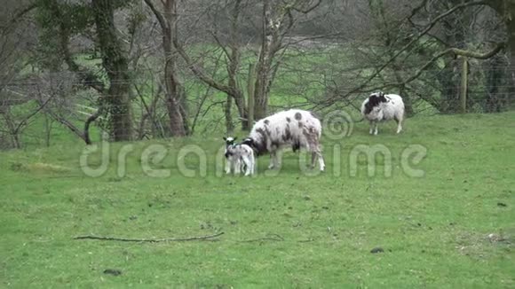 英国康沃尔的一个农场里雅各布羊羔羊和母羊的比例视频的预览图
