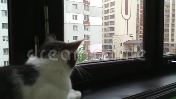阳台上看鸽子的灰条纹猫视频的预览图