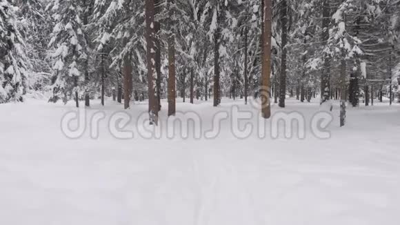 邀请你去一个美丽的冬天森林雪中的松树没有人冬季针叶林视频的预览图