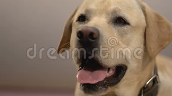 可爱的拉布拉多特写友好的狗健康的宠物有教养的动物伴侣视频的预览图