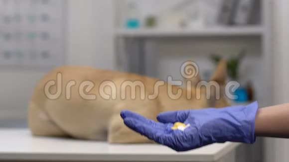 医生递手套药丸躺在病床上的狗背景健康视频的预览图