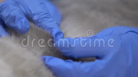 手套检查厚厚的动物皮毛以防螨蚤低过敏宠物品种视频的预览图