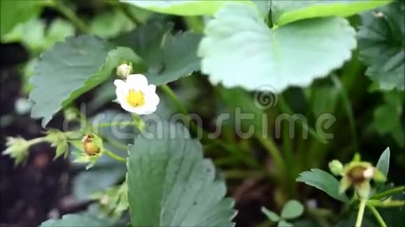 花园里第一朵白色的小草莓花布什盛开的草莓近景视频的预览图