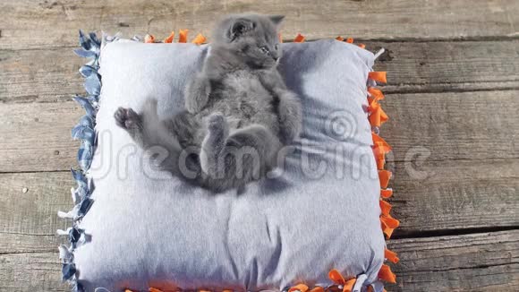 小猫在枕头上放松视频的预览图