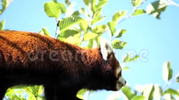 熊猫走路动作慢视频的预览图