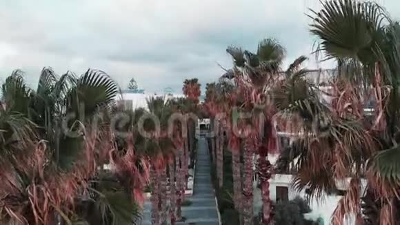 有棕榈树和酒店的人行道路的无人机顶景图空中拍摄的棕榈树在城市与白色建筑和山视频的预览图