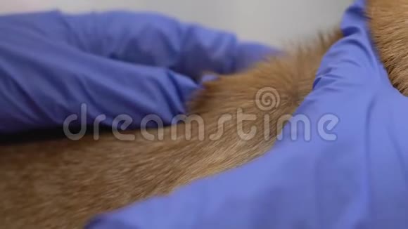 戴上手套检查狗毛检查蜱的特写脑炎的危险视频的预览图