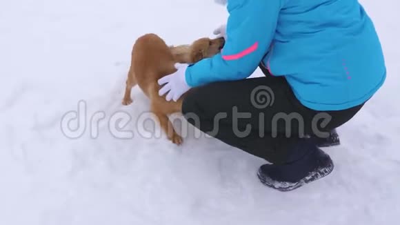 女人在白雪上抚摸红色的狗冬天散步时带主人的宠物带后代的宠物视频的预览图