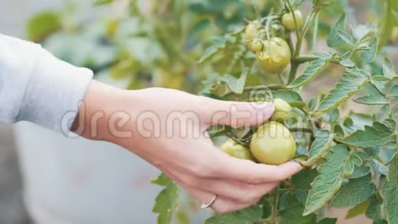 密切农民的手检查绿色西红柿在花园的成熟概念蔬菜视频的预览图