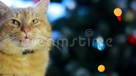 一只红猫坐在一棵圣诞树旁看着镜头视频的预览图