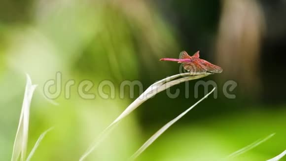 红蜻蜓近在草地上阳光明媚视频的预览图