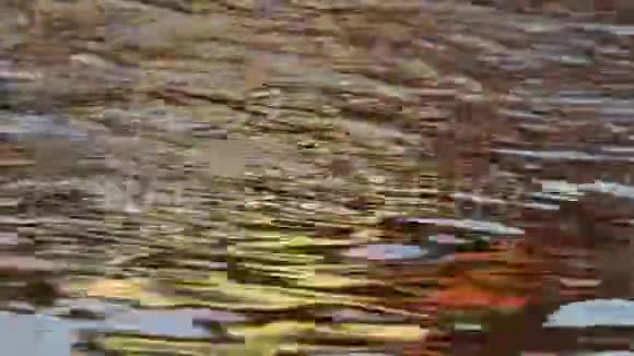 抽象性质极致的近景金色的阳光水反射的房子鲨鱼鲶鱼游泳视频的预览图