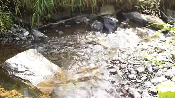 野生动物夏天一条小河流淌水在闪烁视频的预览图