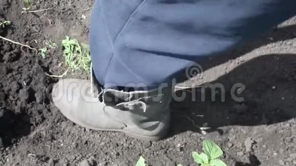 农夫挖地老脏花园里的那个人用叉子在地上挖洞视频的预览图