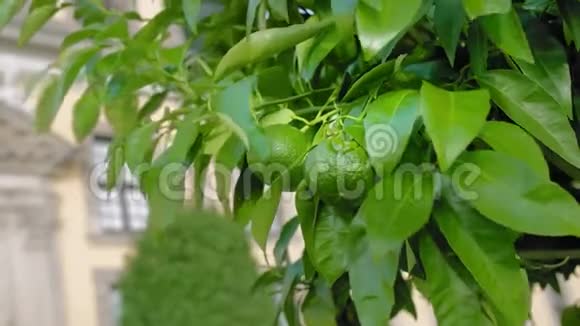 绿色成熟的橘子生长在树上带着绿叶的树枝在风中摇曳柑橘园把重点放在视频的预览图