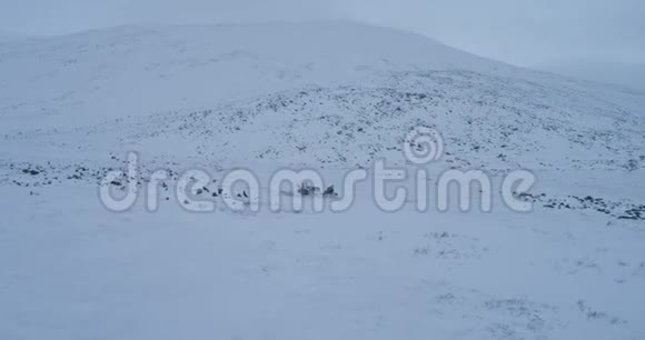无人机捕捉西伯利亚生命驯鹿和雪橇外面的蒙古包营地视频的预览图