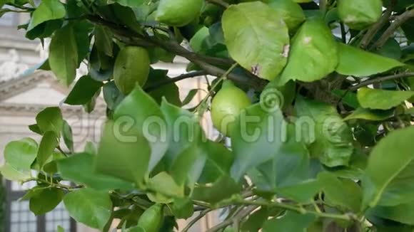 成熟的绿色柠檬生长在树上把焦点从柑橘转移到中世纪宫殿的背景柑橘视频的预览图