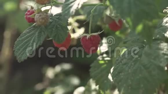 带浆果的覆盆子灌木视频的预览图