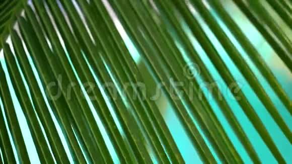 棕榈树的叶子随风摆动热带背景视频的预览图