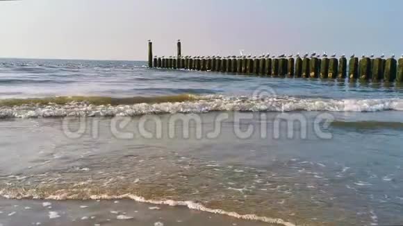 大海中的波浪和木杆上的海鸥荷兰泽兰的多堡海滩自然背景视频视频的预览图