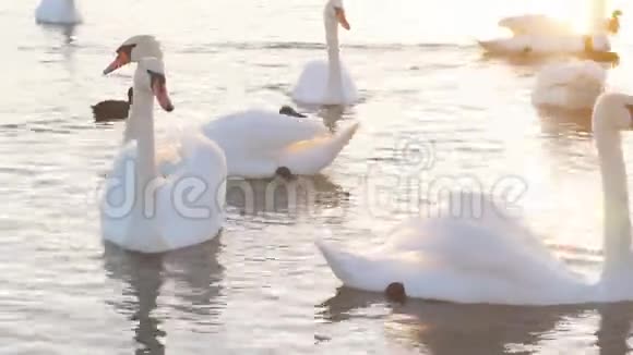 白天鹅在日落时在人工湖上游泳视频的预览图