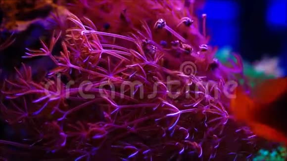 褐脉绦虫珊瑚水下视频的预览图