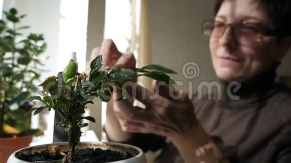 女清洁绿植女人关心家庭植物擦拭花瓣视频的预览图