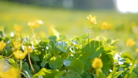 春天的花朵植物绿色的自然黄油花视频的预览图