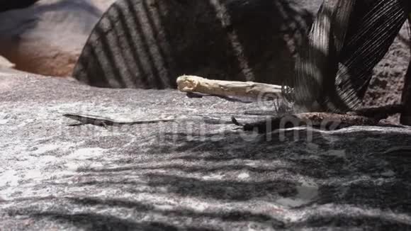 塞舌尔普拉斯林岛蜥蜴在位于印度洋的岛屿上奔跑旅游放松视频的预览图
