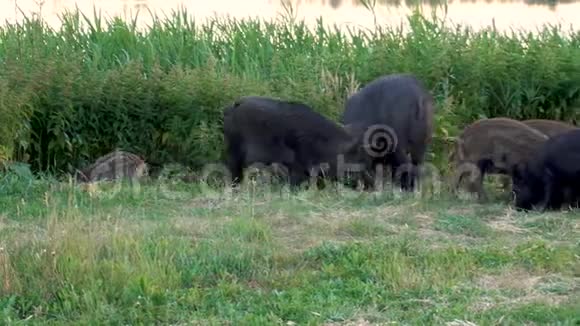 野猪一起吃大猪和小猪在草地上寻找食物视频的预览图