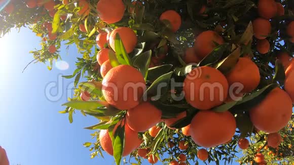手从树上摘熟的橘子人们在阳光明媚的花园里采摘多汁的橙色柑橘类水果视频的预览图