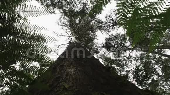 塔斯马尼亚沼泽树胶树干的低角度特写视频的预览图