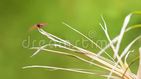 红蜻蜓近在草地上阳光明媚视频的预览图