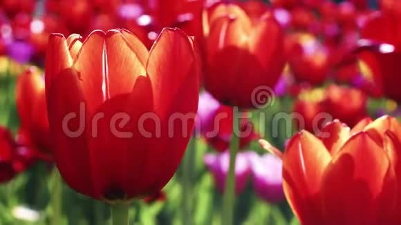 红色的郁金香在花坛上发芽春园盛开的红色郁金香视频的预览图