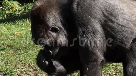 低地大猩猩在地上寻找食物视频的预览图