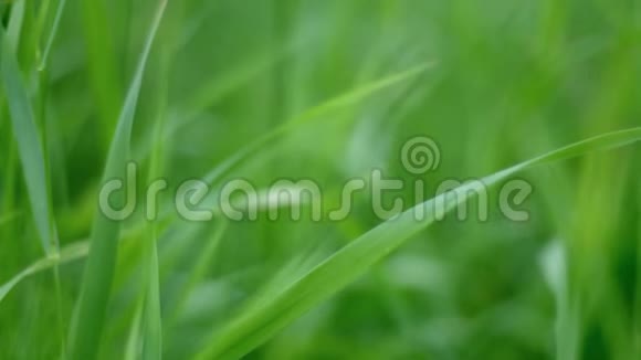 穿过茂盛的绿草叶片向前迈进光滑的布克大镜头视频的预览图