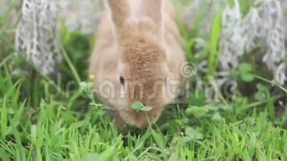 毛茸茸的家兔在草坪上吃草偷看花朵视频的预览图